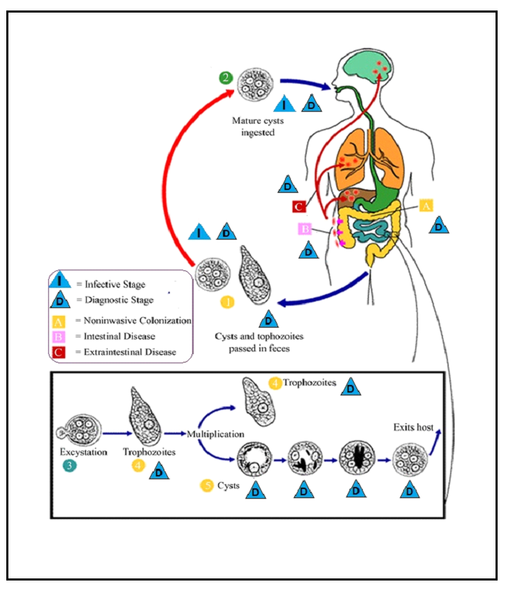 Impact Of Entamoeba Histolytica On The Human Body International Journal Of Medical Sciences 3265